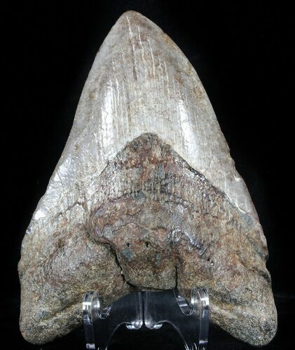 Brown, Fossil Megalodon Tooth - Georgia #56340
